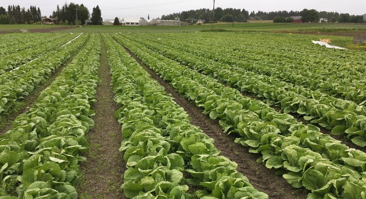 JorisUrsem's tweet photo. Zo, de laatste van 3 bezoeken aan Scandinavië zit erop. Noordelijk Europa ongewoon warm en zeer, zeer droog. Hoge en vroege druk van insecten. Toch mooie @BejoZaden rassen gezien die sterk presteren onder deze extreme condities. #Arctica #Malibu #Manoko #Napoli https://t.co/gyZbXVmyNo