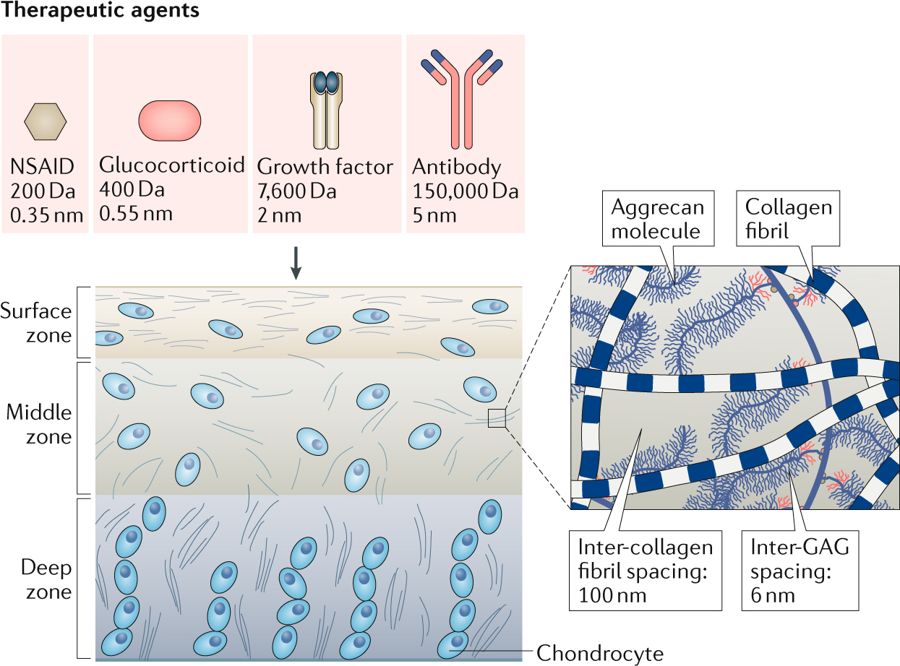 Molecular transport in articular #cartilage — what have we learned from the past 50 years? Check out our new #review for #free rdcu.be/W2PC