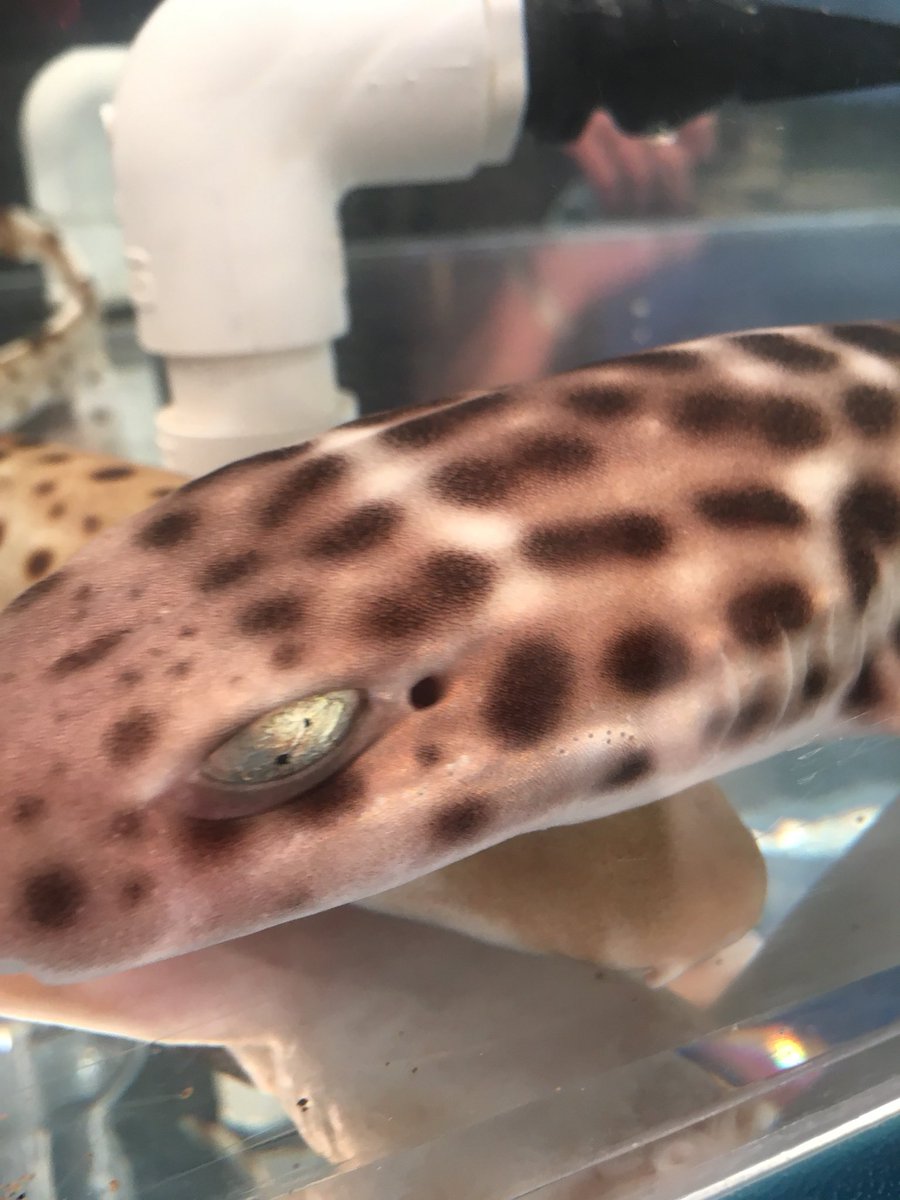 Coral cat shark eyeball close up! <a href="/NewportAquarium/">Newport Aquarium</a> brought them to visit <a href="/Local12/">Local 12/WKRC-TV</a> today