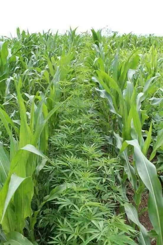 cannaworldsite's tweet photo. Corn is growing nice this year 😂 https://t.co/ImQ1kQU7UY