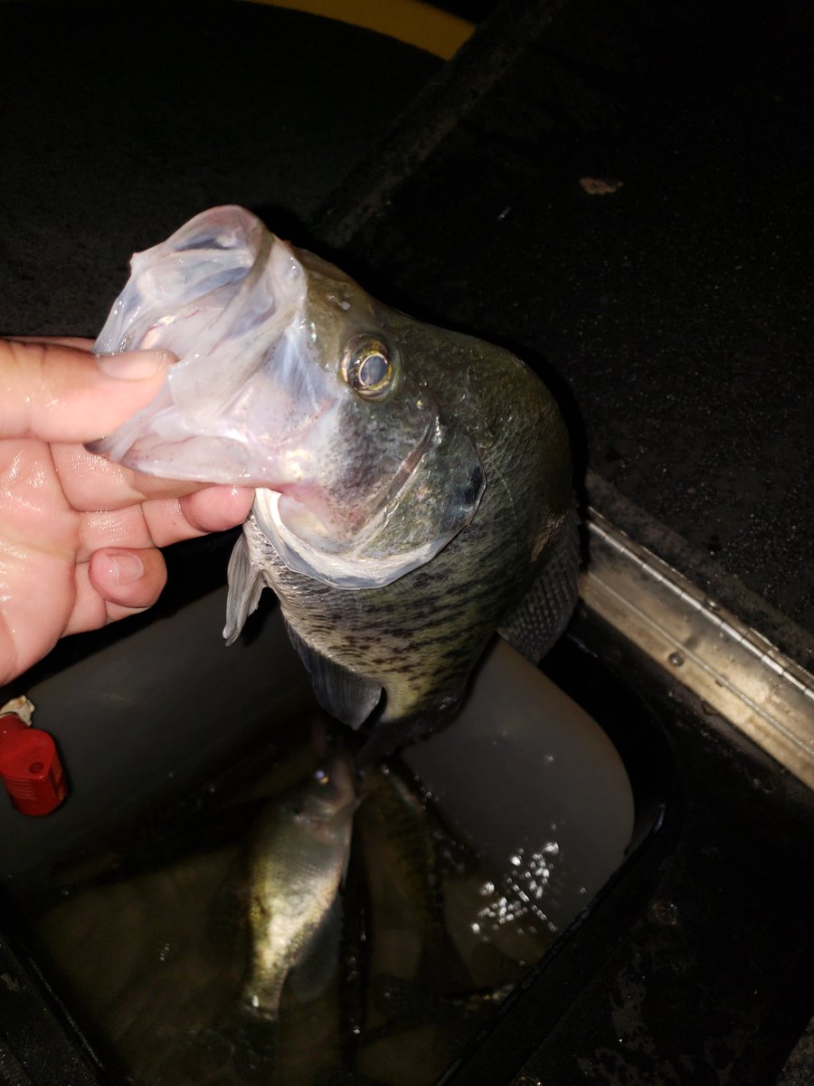jag8321's tweet photo. Get out and catch some post spawn slabs!! https://t.co/Y4HgoKmOSI