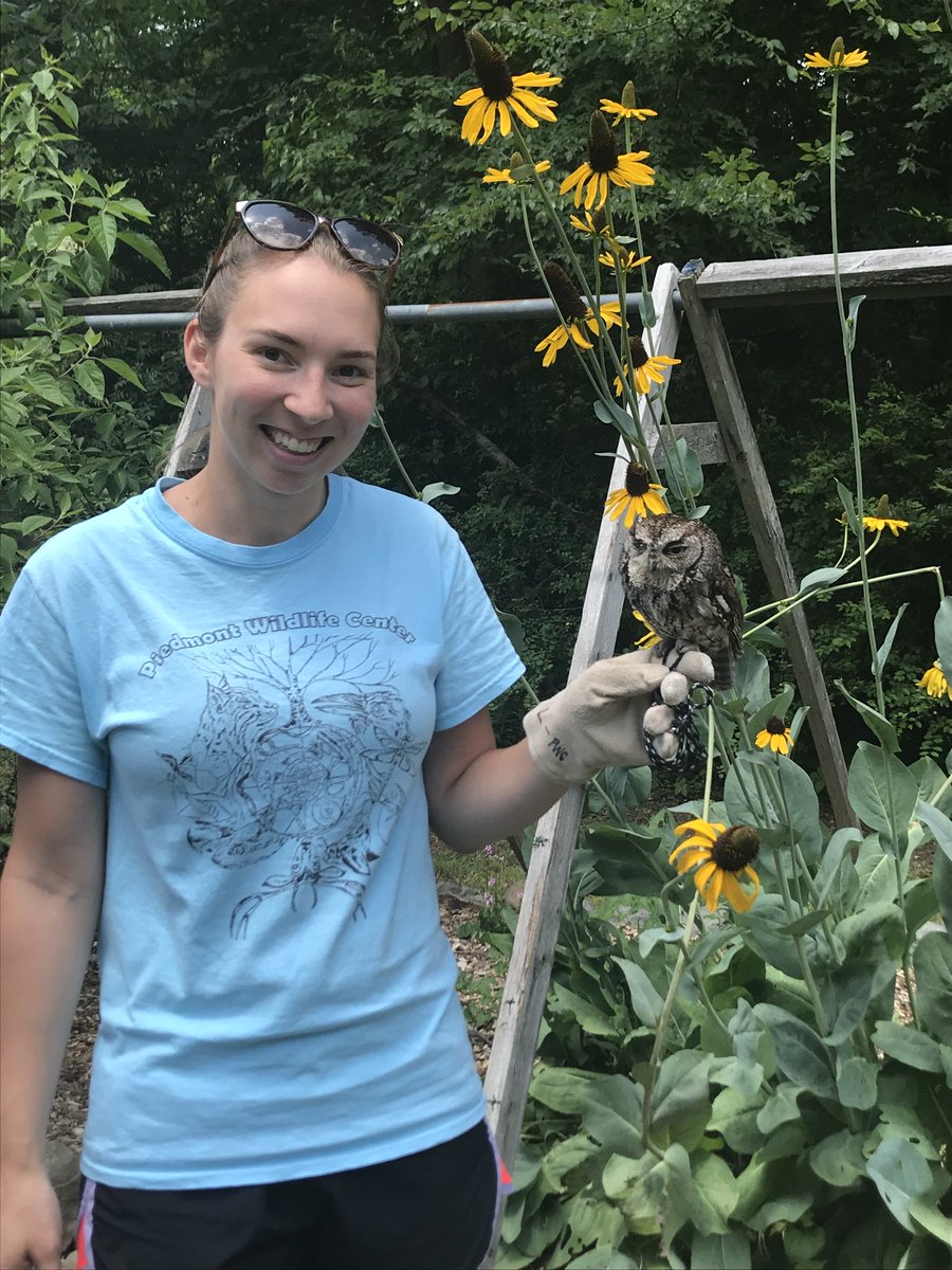pwc_wildlife's tweet photo. Pretty soon, Ash will be ready to meet you at one of our programs! Our conservation educator, Noelle, has been doing great with his training.  #screech #owl #ambassador #nonreleasable https://t.co/KkNwwq9BCi