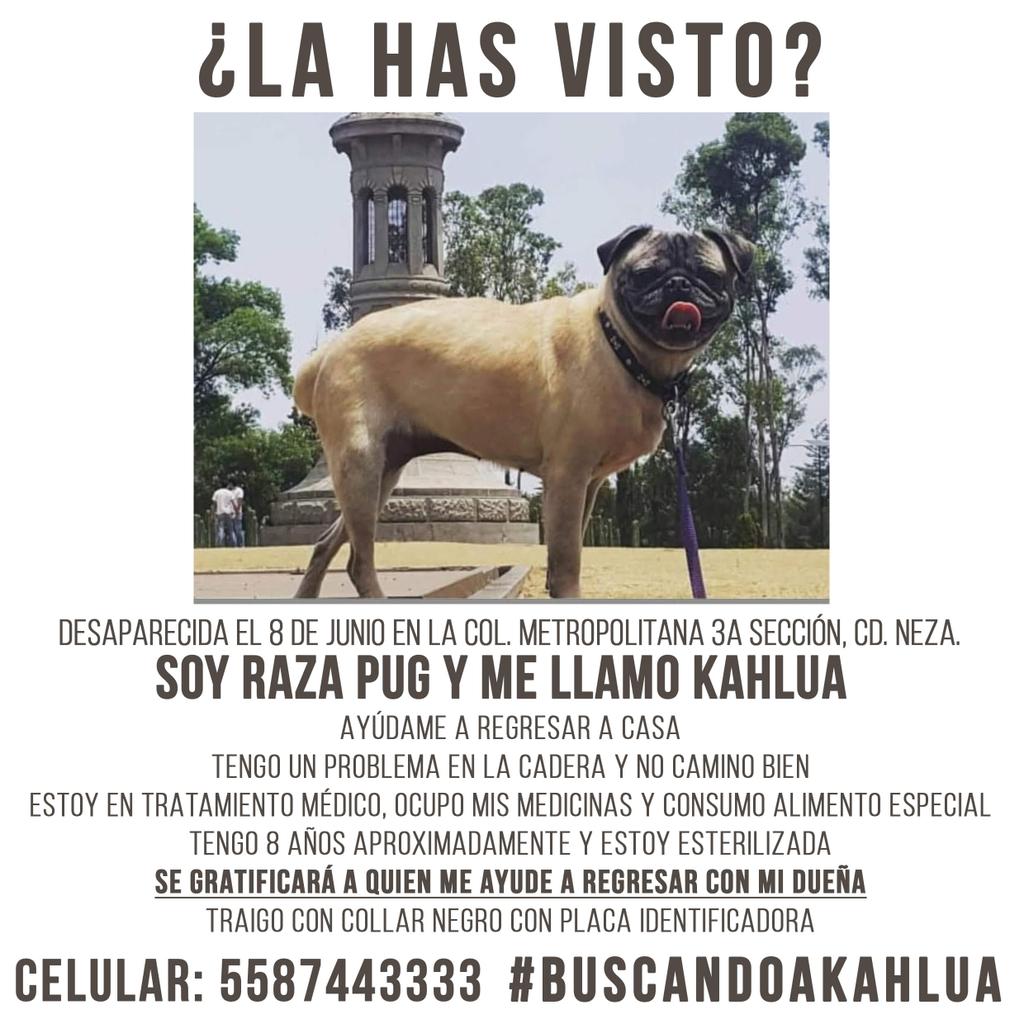 CaritoJaramillo's tweet photo. RT #BuscandoAKahlua sigo sin noticias de mi Kaluchita, ayuda por favor. @lazperingrid @AdriFloZu @MIGUELCOBAS @giolara @KUNOBP https://t.co/uaHeJTAdzt