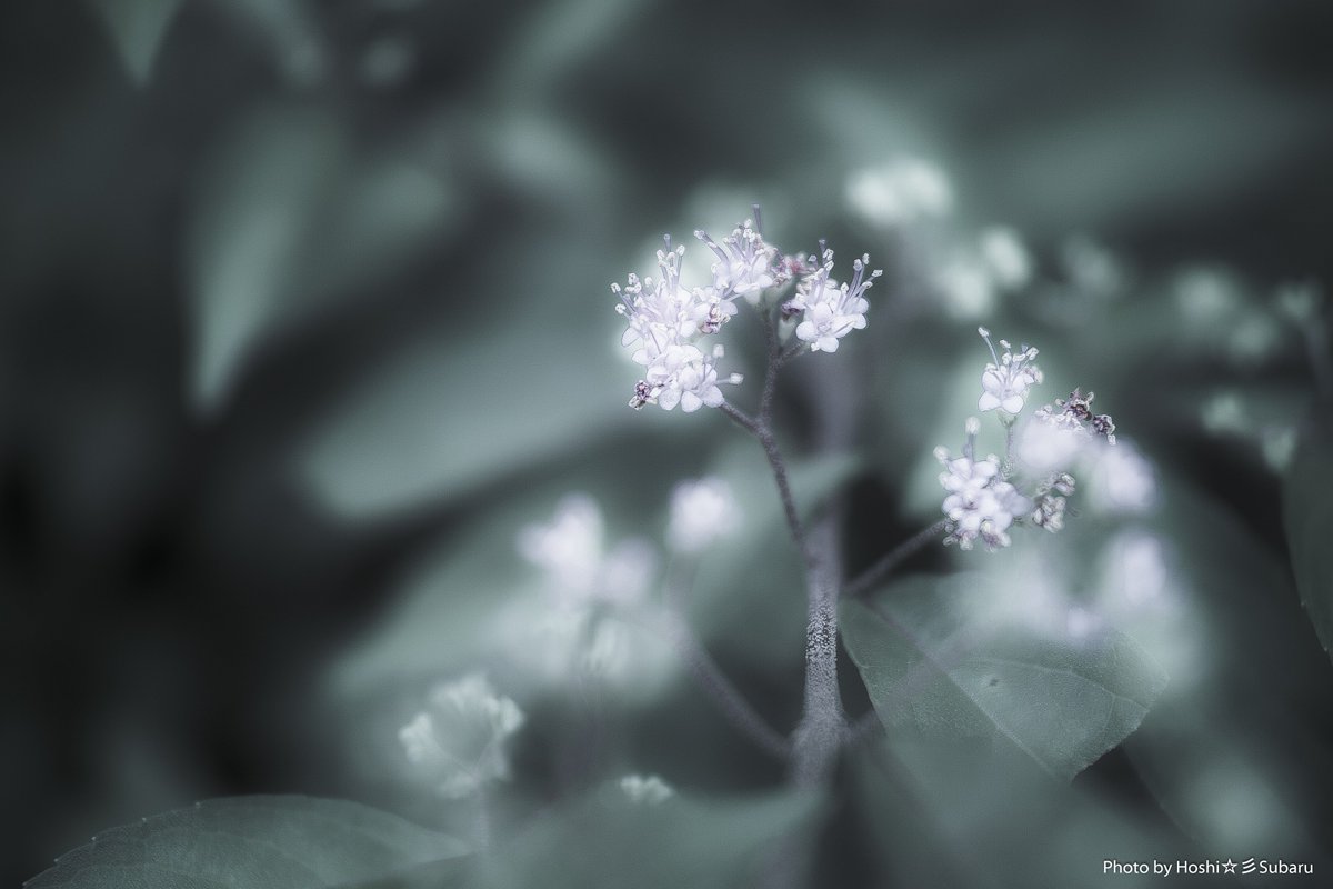 maa1547's tweet image. 今日の1枚「ほんの少しの間」
#Sigma #DpMerrill