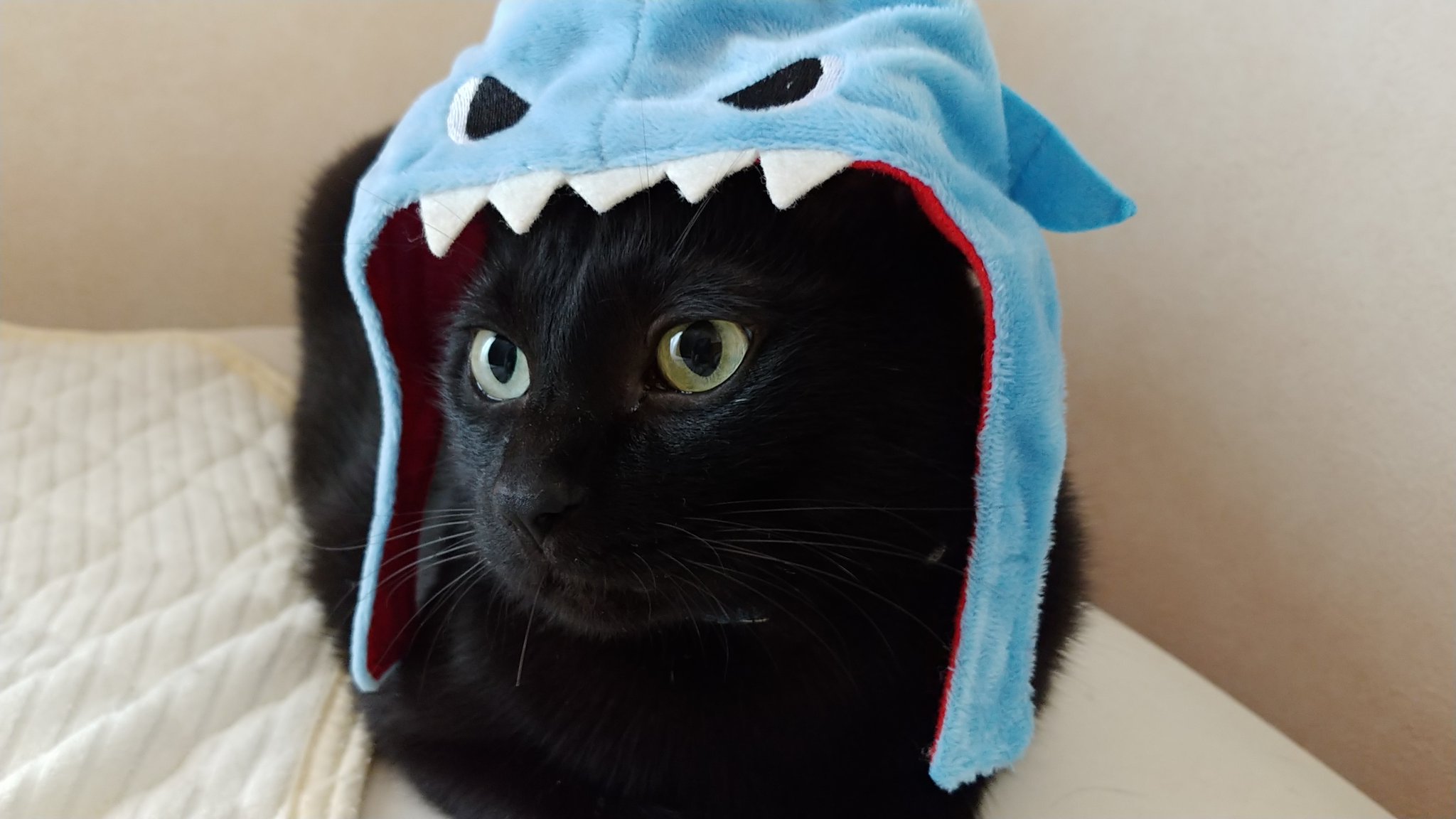 ロビン 彡 Daisoの猫用のサメのかぶりもの 笑 うちの子はかぶりもの嫌いなんだけど ちょっとだけ被って貰いましたー さかなクンっぽくなったけどʬʬʬ意外に可愛かった ねこ 黒猫 ねこのかぶりもの 猫 ロビン 彡 Daisoの猫用のサメのかぶりもの 笑 うちの子はかぶりもの嫌いなんだけど ちょっとだけ被って貰いましたー さかなクンっぽくなったけどʬʬʬ意外に可愛かった ねこ 黒猫 ねこのかぶりもの 猫
