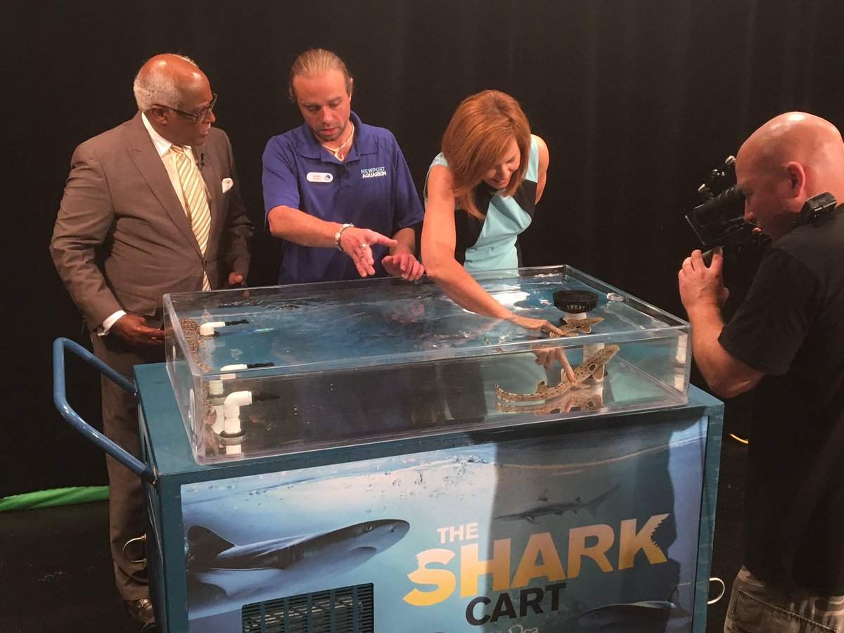 Learning the difference between these two #sharks. <a href="/SheilaGrayTV/">Sheila Gray</a> knew what the Epaulette shark was 👍🦈 #SharkSummer