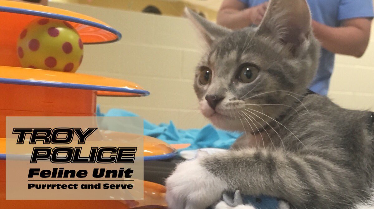 TroyMI_Police's tweet photo. Focus, work hard & be humble. Your dreams are just a paw’s reach away. Signed, Pawfficer Donut #DailyDonut #WednesdayWisdom https://t.co/sflAsILByT