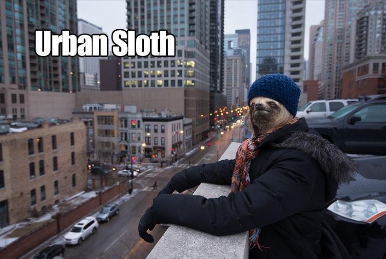 OpenResSalford's tweet photo. "Urban Sloths: Public Knowledge, Opinions, and Interactions" is #openaccess in #usir now! I searched for an "urban sloth" image on Google and this is what came up #urbansloth https://t.co/55MHivfb2g https://t.co/wiuDhNfq6N