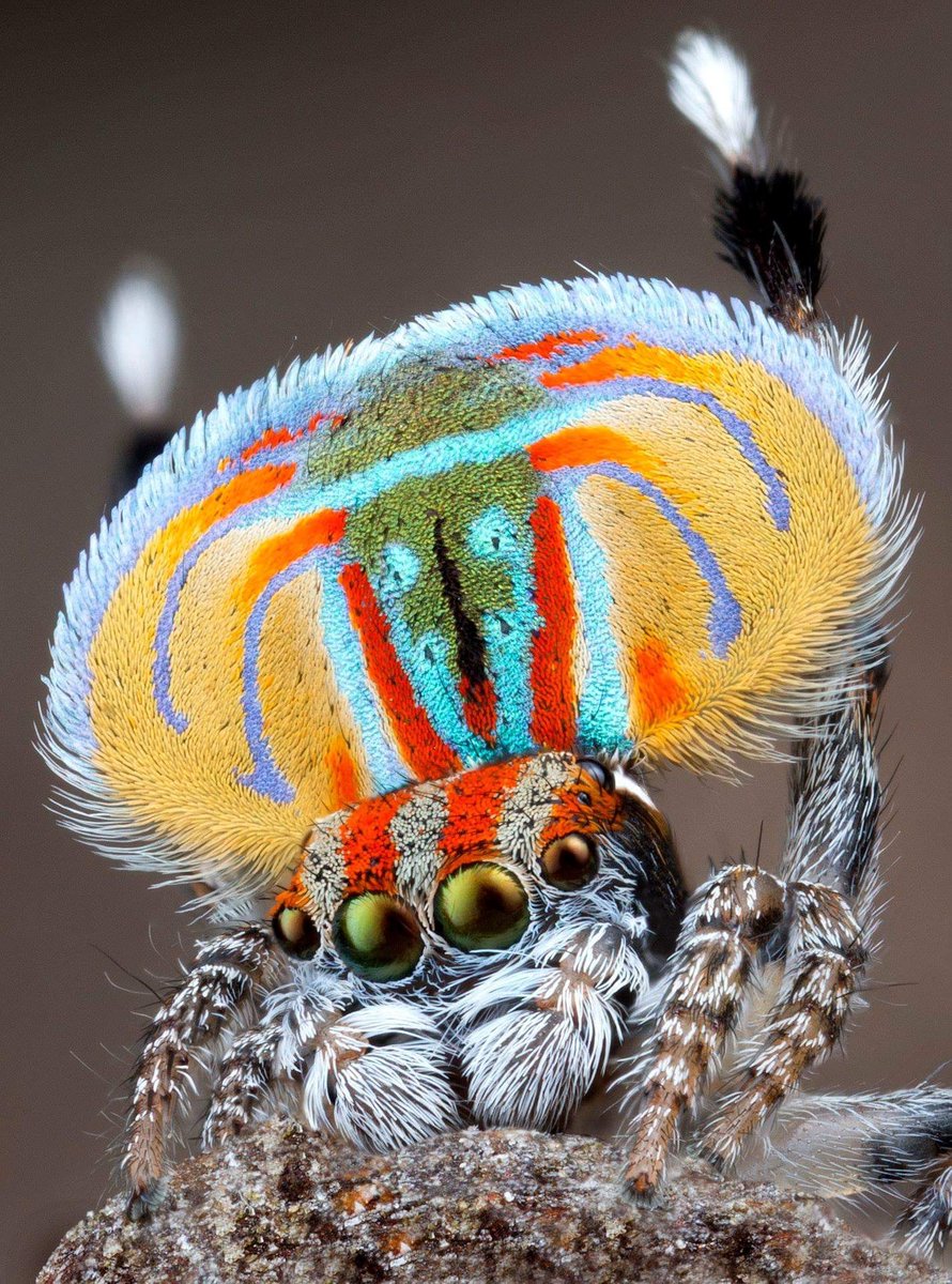 Maratus_spider's tweet image. Male Maratus volans courtship display 
Central Coast NSW Australia 
This is a 16 shot handheld focus stack taken with a canon MP-E 65mm macro lens on a canon 5D mark iii.