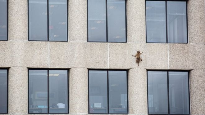 metromorning's tweet image. "Hero" raccoon climbs up 23-storey Minnesota skyscraper, makes it to the roof safely. #TrashPanda bbc.com/news/world-us-…
