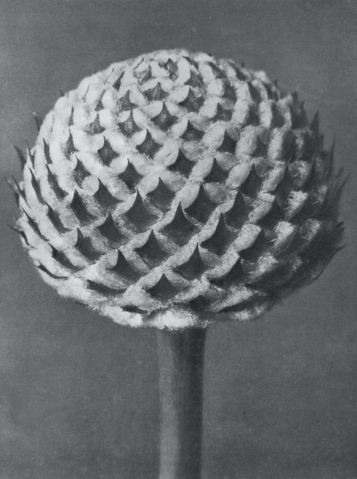 LANobleGallery's tweet photo. Happy Birthday to Karl Blossfeldt!
"Nature educates us into beauty and inwardness and is a source of the most noble pleasure" Karl Blossfeldt 

©Karl Blossfeldt 38 - Cephalaria, Scabious Family, Capitulum 

#KarlBlossfeldt #blackandwhitephotgraphy #Botanical https://t.co/JSKGERIKhf
