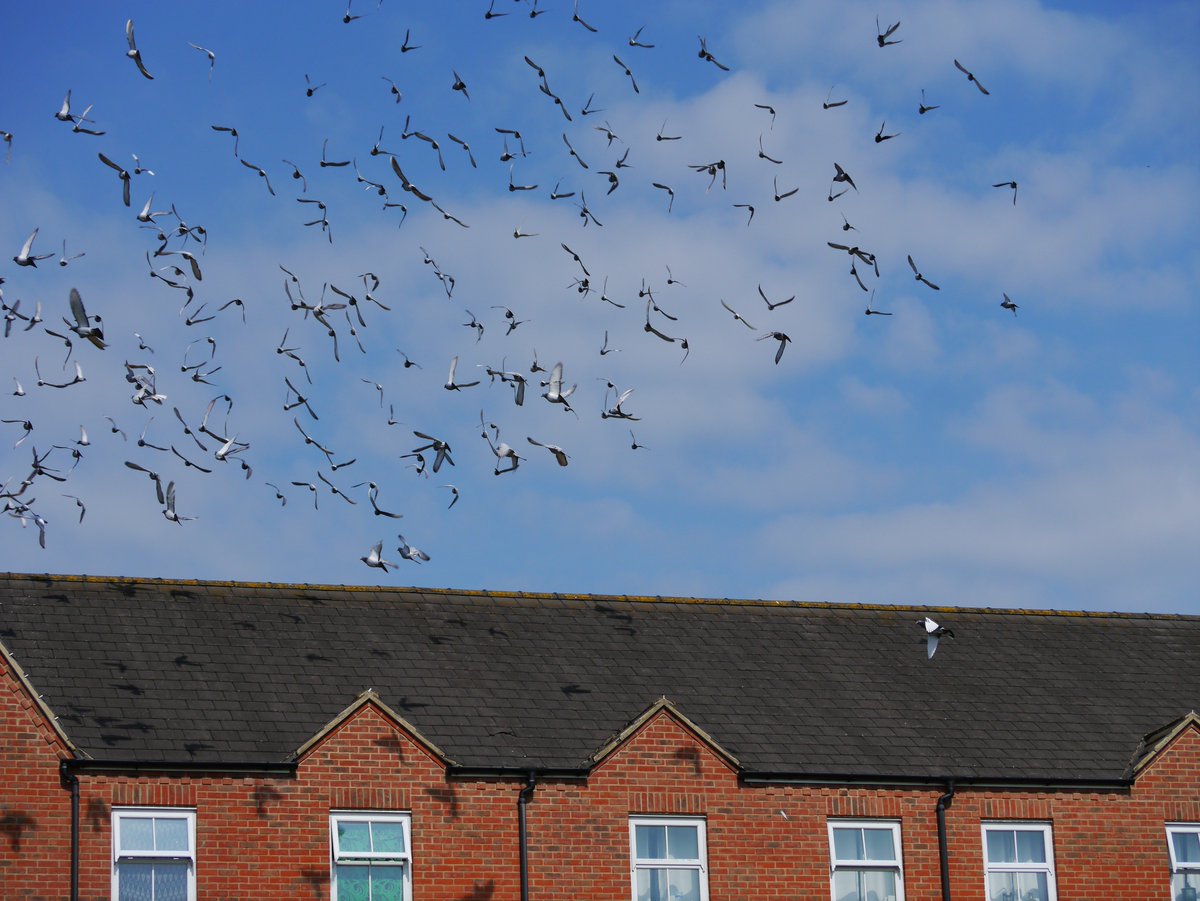 <a href="/DataSolver_UK/">Data Solver</a> we are so lucky to have personally spectated the Lords vs Commons pigeon race. Watching over 300 birds released <a href="/bletchleypark/">Bletchley Park</a>, in the first race of its kind in 90 years. #bletchleypark <a href="/official_rpra/">Royal Pigeon Racing Association</a> #PigeonRace #BletchleyPark #LordsvsCommons
