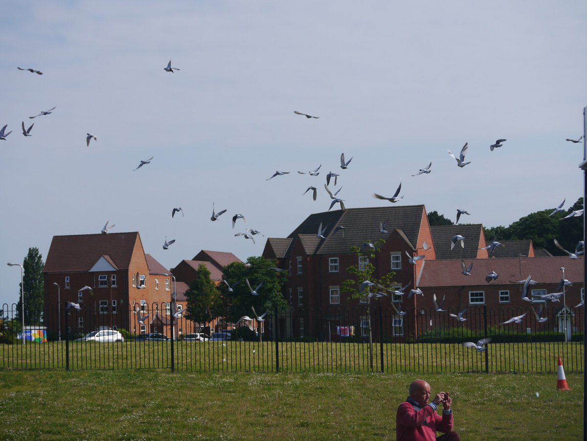 DataSolver_UK's tweet photo. @DataSolver_UK we are so lucky to have personally spectated the Lords vs Commons pigeon race. Watching over 300 birds released @bletchleypark, in the first race of its kind in 90 years. #bletchleypark @official_rpra #PigeonRace #BletchleyPark #LordsvsCommons https://t.co/rcRlnE7d0u