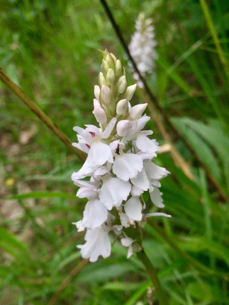 PlantGrafter's tweet photo. A lovely population of all white common spotted orchids #europeanorchids #orchids #france https://t.co/LKVIP6IaCO