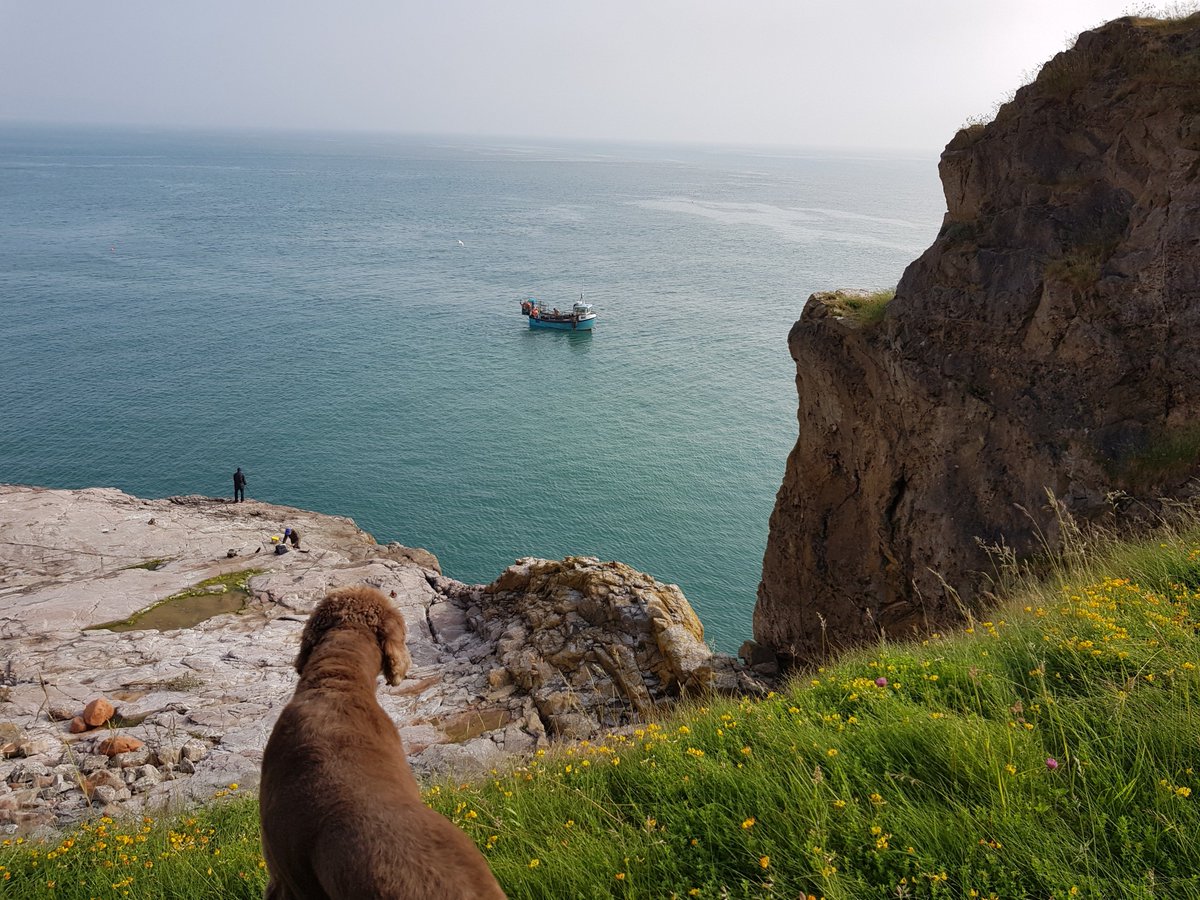 BrixhamCottages's tweet photo. Milo the #labradoodle watching the crab pots being hauled up #lovebrixham #discovergoodtimes #perfectfordogs #dogfriendly #staycation #seaair #SeaSide #holidaycottages #stayindevon tel: 01803 226420 or https://t.co/YQwwqrh0GW for the best range of holiday cottages https://t.co/F65wXZbio7