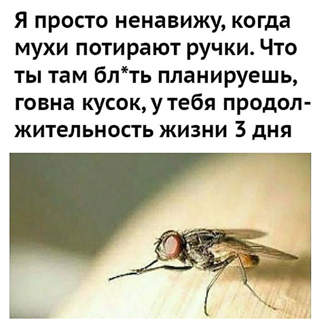 Цитаты про мух