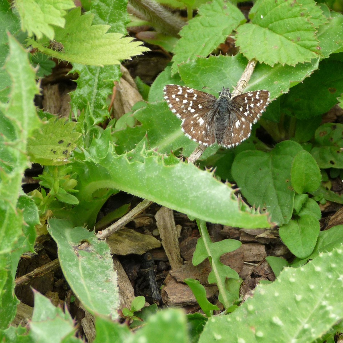 wildlifebcn's tweet photo. Day thirteen of #30DaysWild and Katharine's finding beauty in the brownfield sites of Beds https://t.co/h7d6k6Edri #waystogowild #wildlifetrusts #lovewildlife #actsofwildness https://t.co/voHWk9GW7a