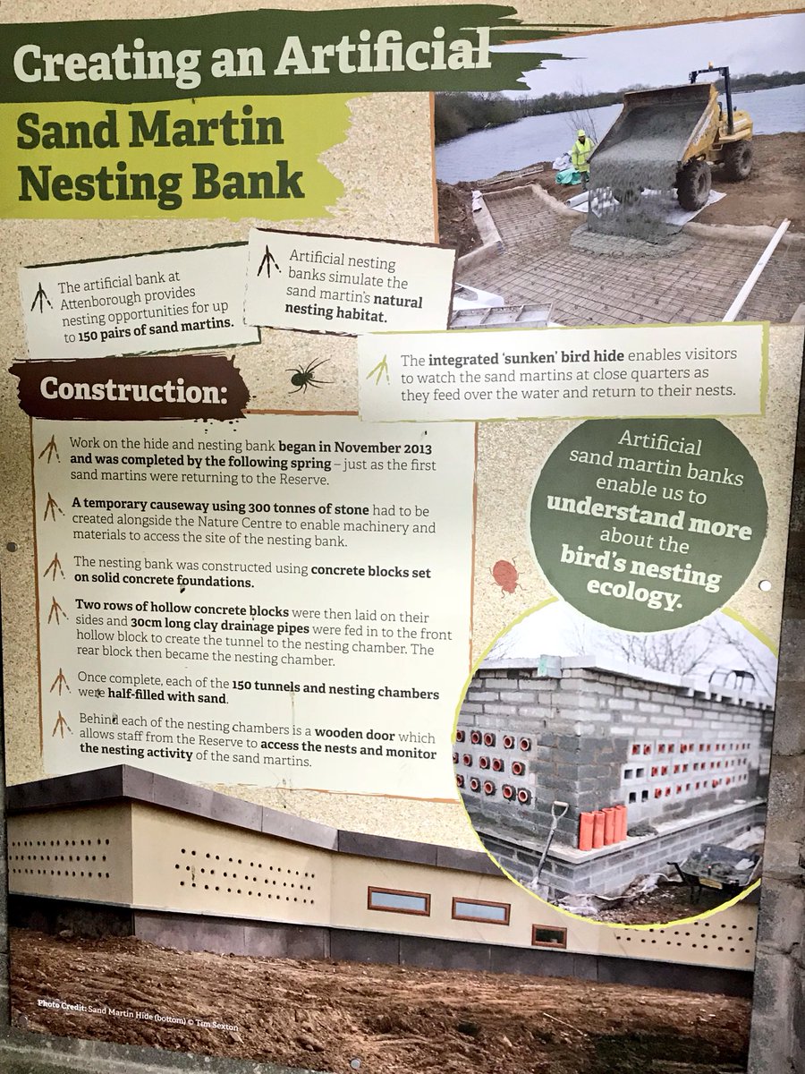 Claire_bithell's tweet photo. Day 13 of #30DaysWild and a perfect morning at @AttenboroughNR watching sand martins nesting in an artificial bank, great crested grebes and of course sharing Geomorphology in the EA @BiodiversityEA @30DaysWild https://t.co/NYWk6MCnXm