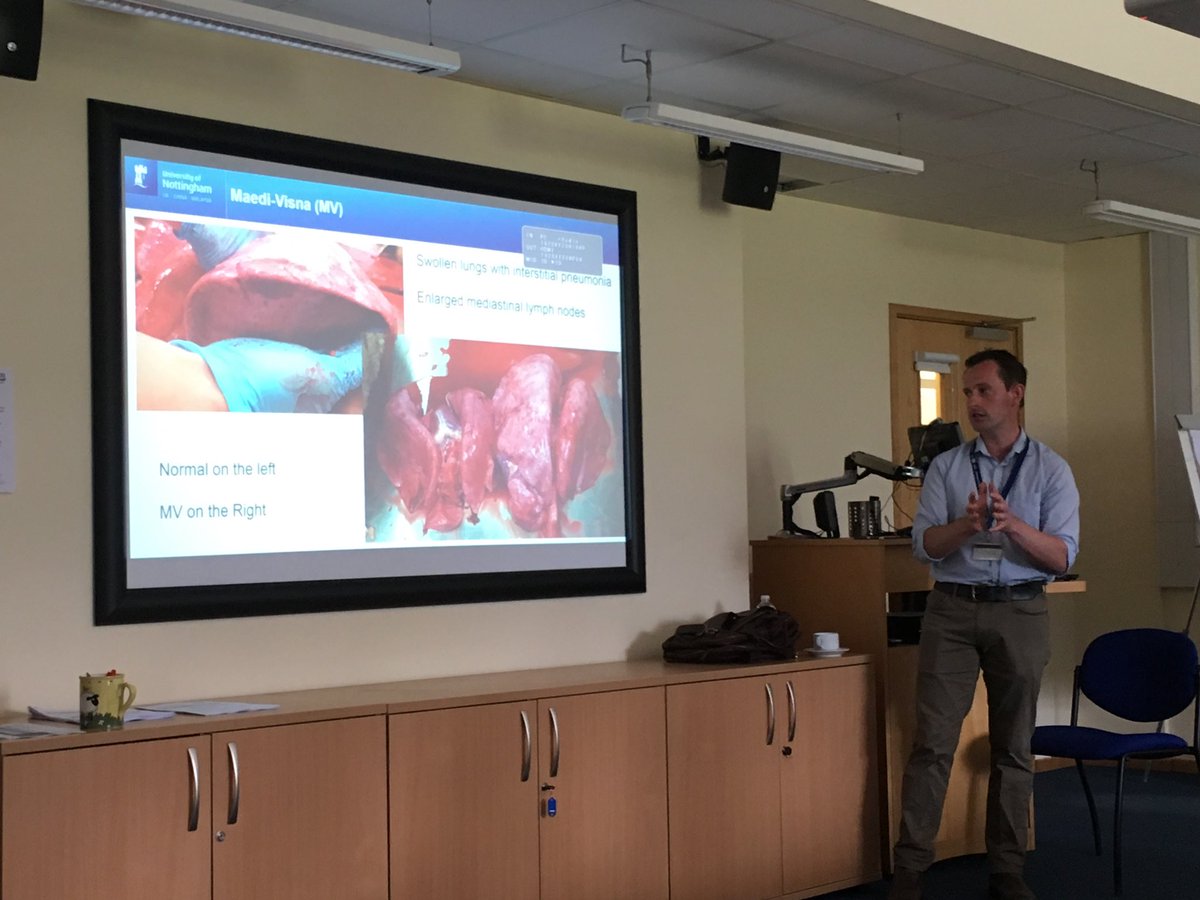 NickyRobinson12's tweet photo. The effects of Maedi Visna are very obvious in post mortem - very large swollen lungs. Just one of the 5 Iceberg Diseases that we’re discussing today. @AHDB_BeefLamb  @herdhealth #productionlimitingdiseases https://t.co/uMRSsMDpnY