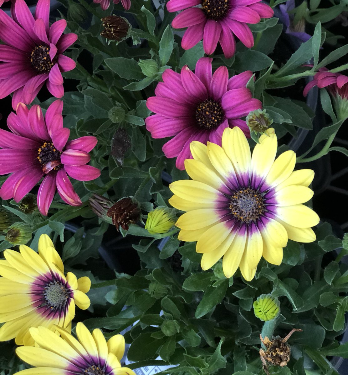 Taely Loynd tweet media