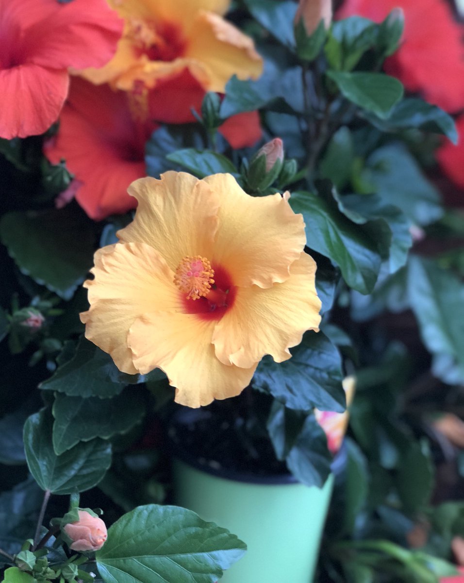 Taely Loynd tweet media