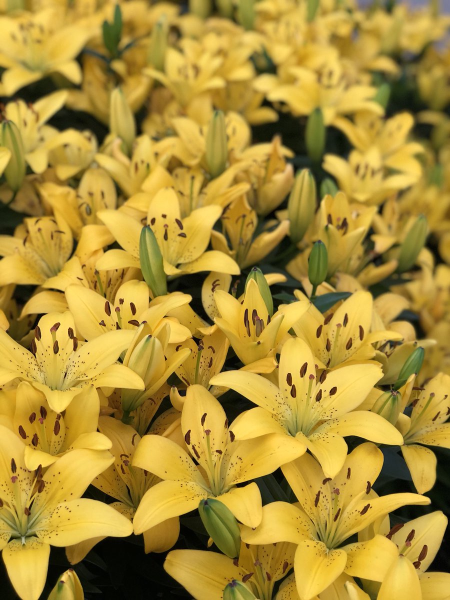 Taely Loynd tweet media