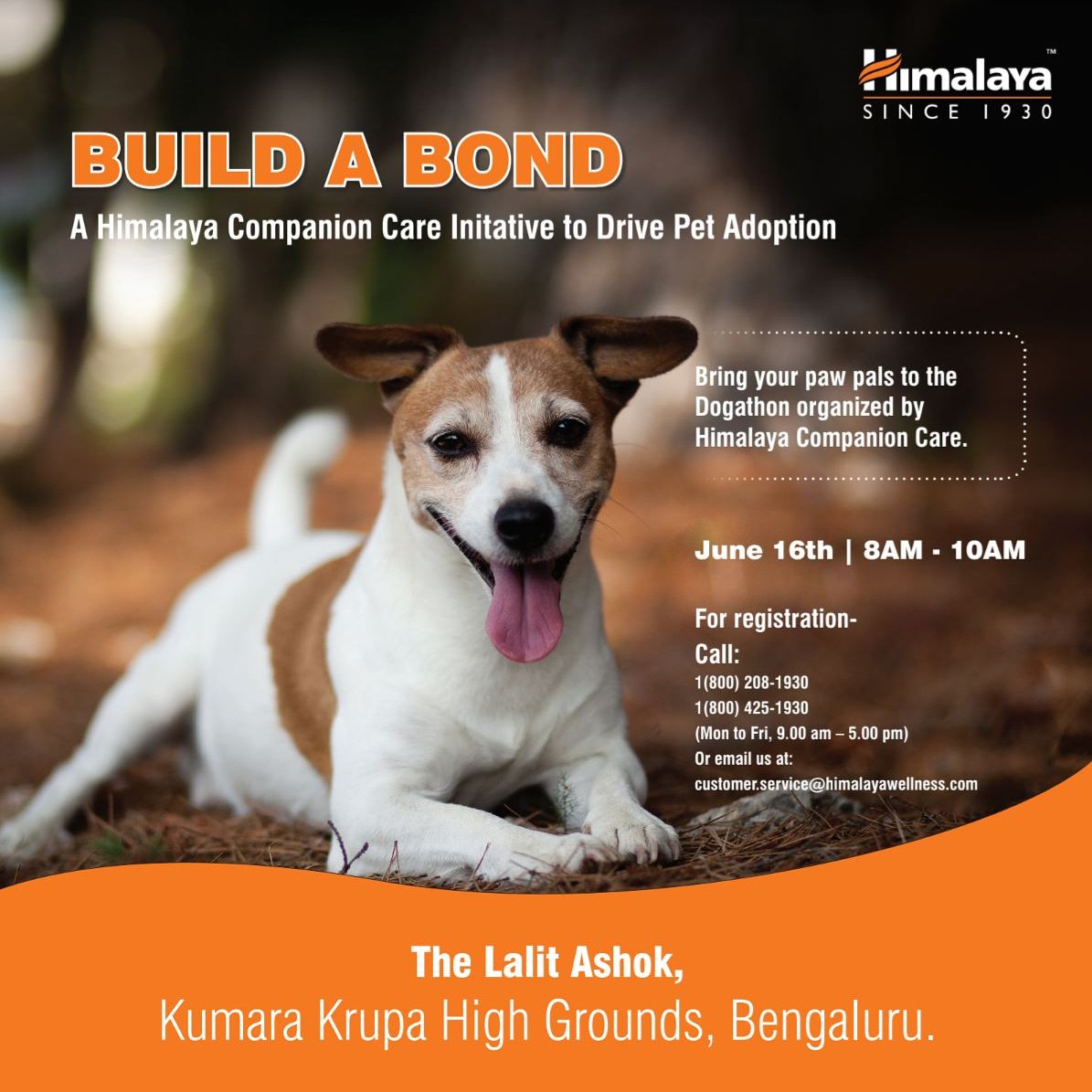 RamboSarma's tweet photo. Woof evening everyone! Guess what! I am 10 months old today and I am excited because Himalaya Companion Care has invited me and my parents to a Dogathon in Bangalore. It's an event to drive pet adoption. Please come attend with your parents. *Woof woof* 🐶 #BuildaBond https://t.co/EEkeYSg6if