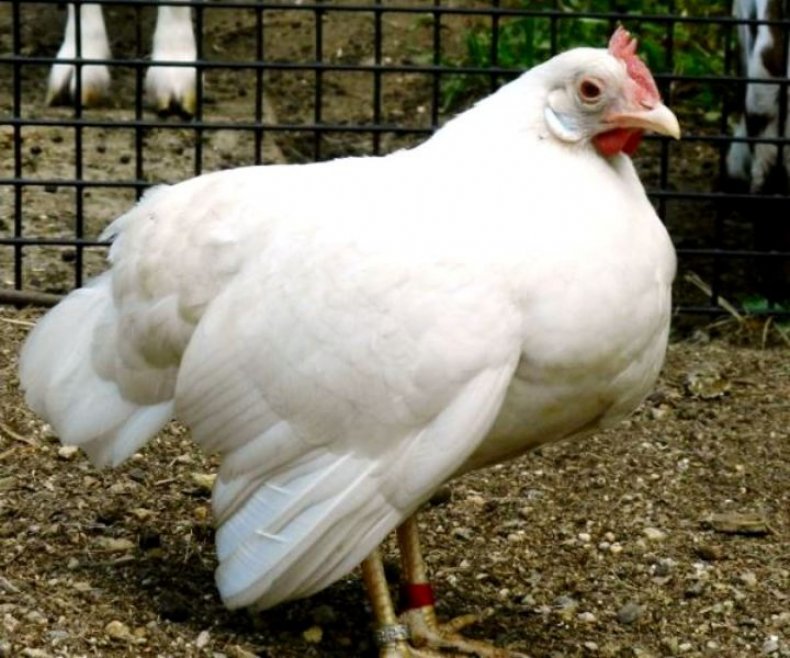 За ивановскими курицами глаз да глаз

Во всем виноваты листерии
shuya.ru/news/detail/?n…