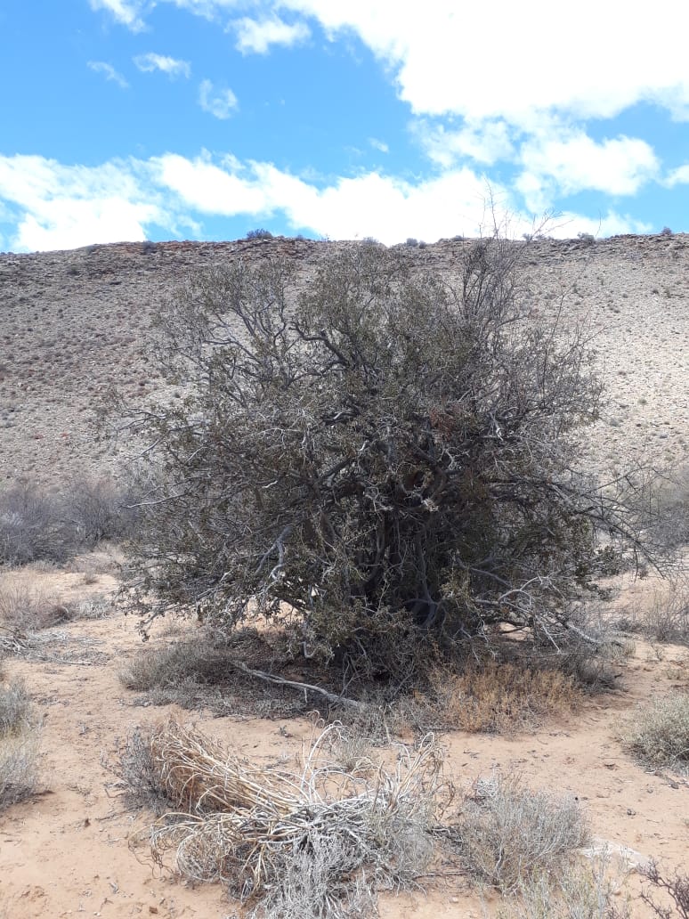 boere_in's tweet photo. #Boereinnood
@Klankkoerant 
@Die_Burger 
@volksbladnuus 
Die fotos in Laingsburg geneem tussen  Laingsburg en Maatjiesfontein somer reenval gebied vir die  jaar het hulle net 40mm gehad op plase wat gelukkig was. Dit rede hom ons vir hulp vra https://t.co/M0s38Zi7KQ