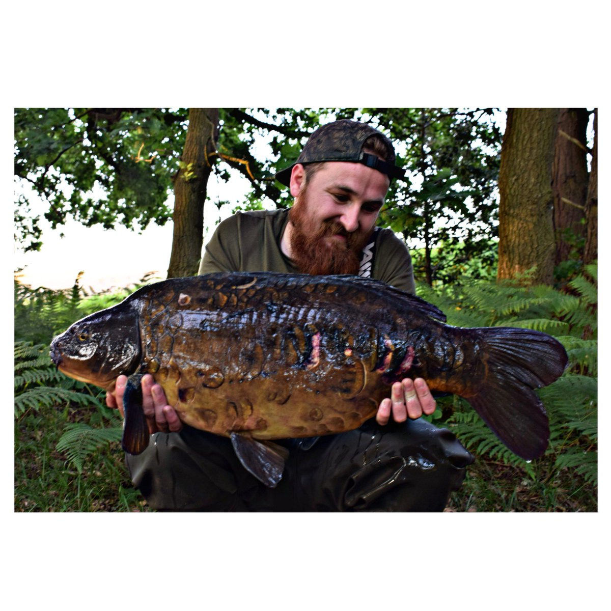 This time last week I landed my new PB of 31lb 4oz made up to say the least.
From what I've been told this fish hasn't been seen for 9-10 years and was though to have died. After seeing her in and out of the reeds a cleverly placed bait was enough to intercept her. #newpb