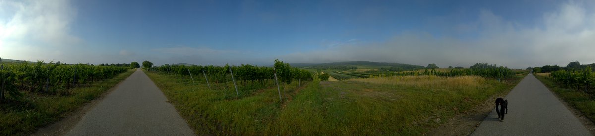 alpinewines's tweet photo. Jois isn't famous like other Neusiedlersee town but it's possibly all the prettier for it #austrianwine #leithaberg #burgenland https://t.co/D1G2p59pd7
