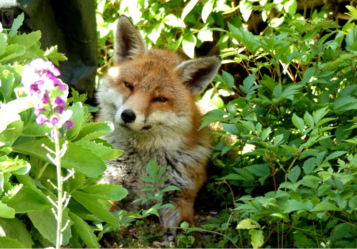 PKBook22's tweet photo. @tombellforever This is Freddie, who visits us every day.

Wild, but gentle as anything.

#rooffox  @TomGeoffrey @TashCurly https://t.co/kXw5ozbhEw