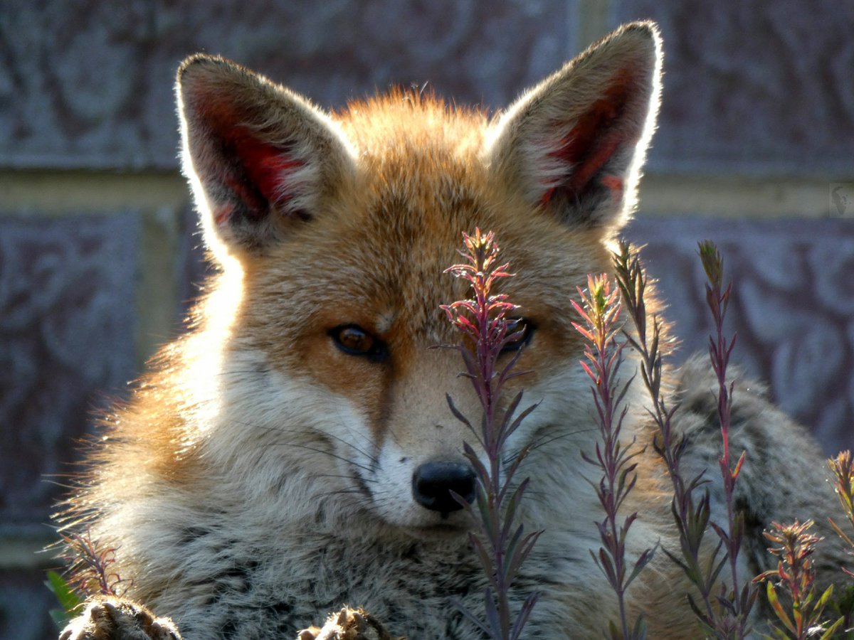 PKBook22's tweet photo. @tombellforever This is Freddie, who visits us every day.

Wild, but gentle as anything.

#rooffox  @TomGeoffrey @TashCurly https://t.co/kXw5ozbhEw