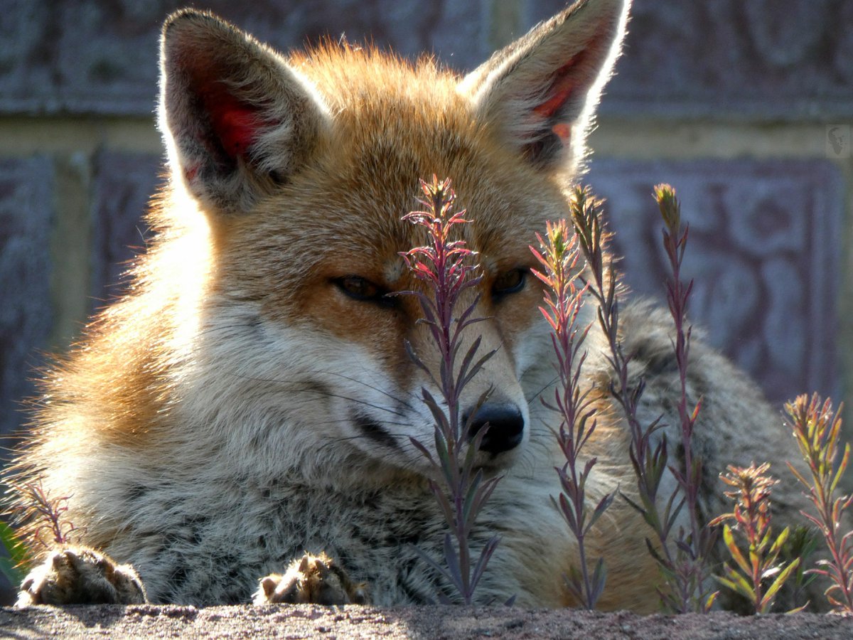 PKBook22's tweet photo. @tombellforever This is Freddie, who visits us every day.

Wild, but gentle as anything.

#rooffox  @TomGeoffrey @TashCurly https://t.co/kXw5ozbhEw