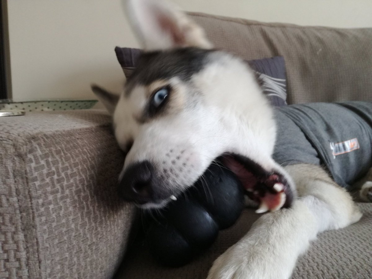 FureverNomad's tweet photo. I love my #kong #dog #husky #Dubai flying tonight!!! https://t.co/cWGAiGOn0l