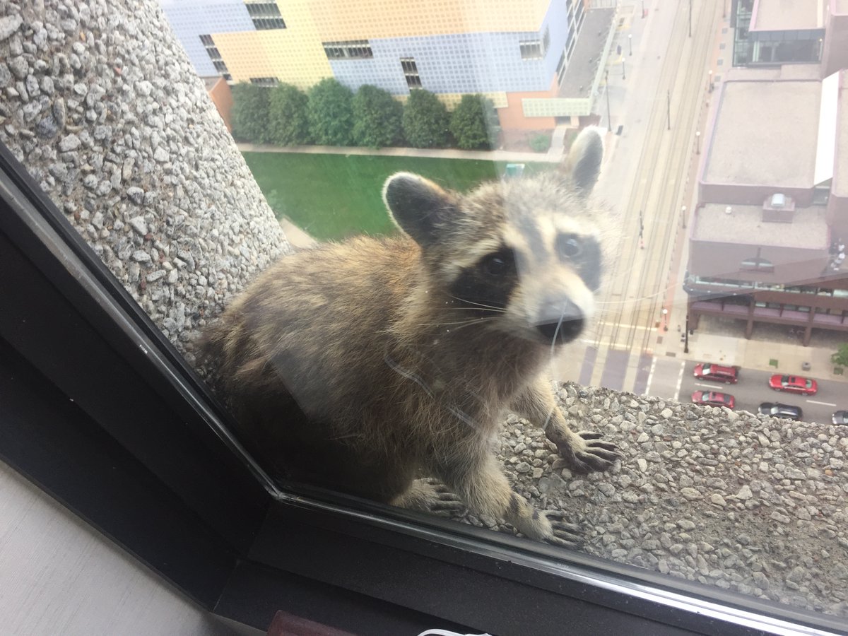 REHMediaTeam's tweet photo. Happy to see #MPRaccoon made it to the top of the building in the wee hours of the morning. Now hoping for reports that it is safe &amp; can be relocated to surroundings that are more racoon friendly 😊🦝 https://t.co/oNrnSFnGoq