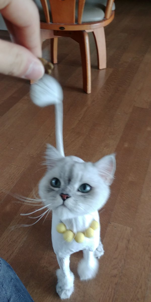 jssym's tweet photo. 로또야♥

#cat #かわいいいい https://t.co/VimSQRK3ND