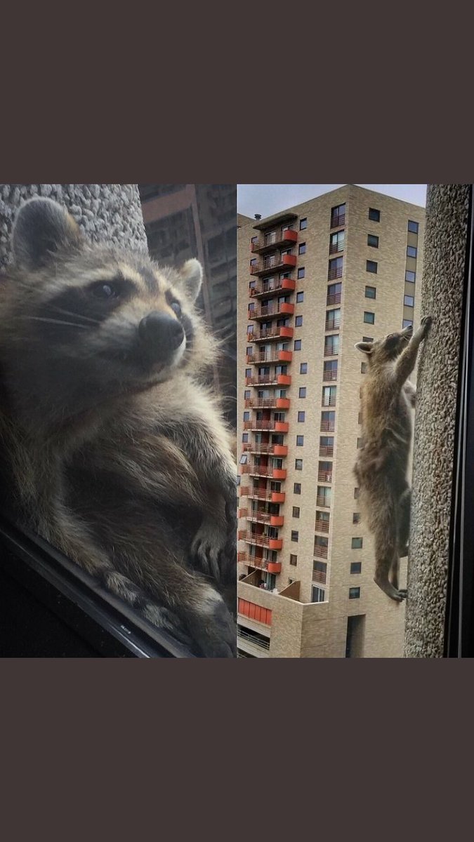 ColliersMSP's tweet photo. Our Property Management teams on the ground in DTWN St. Paul had a very exciting day yesterday following the #mprraccoon as he scaled the UBS building- tenants cheered this morning knowing that the little guy made it safely to the roof! #propertymanagerproblems https://t.co/MSKN6AJuuk