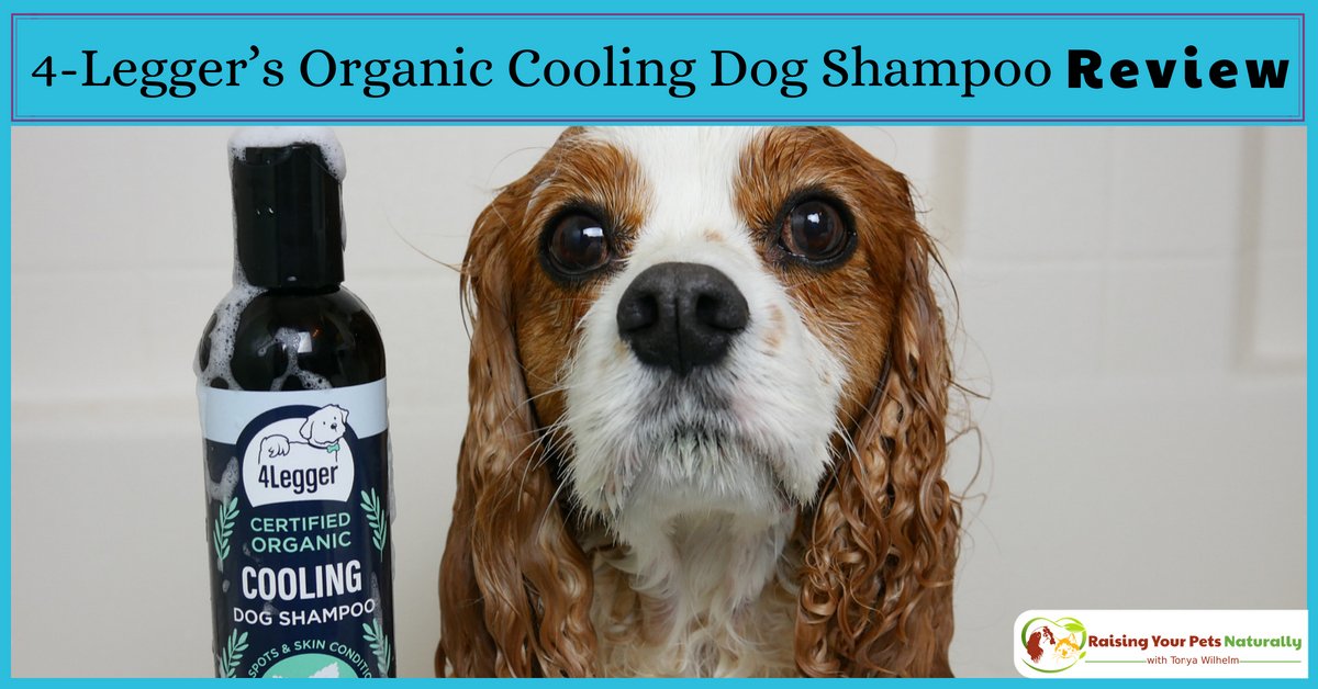 dogtrainer4ever's tweet photo. USDA Certified #OrganicDogShampoo #sponsored --> https://t.co/s3nkpNbVWm Perfect for tick & flea season! Learn what makes @4_Legger #Organic #DogShampoo so unique and silky smooth #DISCOUNT #4legger #bestdogshampoo #naturaldogshampoo #doggrooming #organicdog @dogtrainer4ever https://t.co/9O8o57xrv6