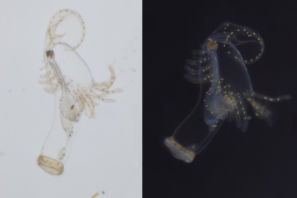 PlymouthMarine's tweet photo. Beautiful find at L4 off the coast of #Plymouth for #WormWednesday! This fantastic beast is the larva of a phoronid #worm, widespread but not often seen #plankton. 🌊🌍 https://t.co/Garra5ycjF