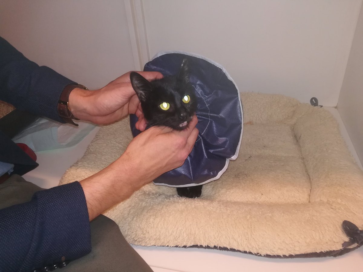 katebaert's tweet photo. De zwaar verbrande en mishandelde kat Sprotje stelt het vrij goed, maar toch is het voor Dierenartsen #Overleie #Kortrijk schrikken dat de huid van haar rechterflank volledig is losgekomen. Meer @FocusWTV https://t.co/P2pcnfOGum