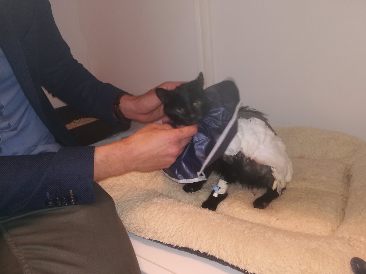 katebaert's tweet photo. De zwaar verbrande en mishandelde kat Sprotje stelt het vrij goed, maar toch is het voor Dierenartsen #Overleie #Kortrijk schrikken dat de huid van haar rechterflank volledig is losgekomen. Meer @FocusWTV https://t.co/P2pcnfOGum