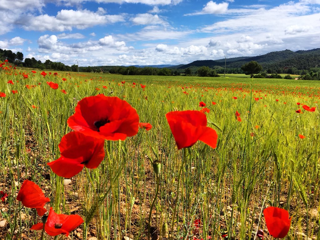 Parece que los días de #Sol☀️por fin han llegado y la naturaleza en #Cuenca está en su máximo esplendor para celebrarlo 😍👌🏼🌺