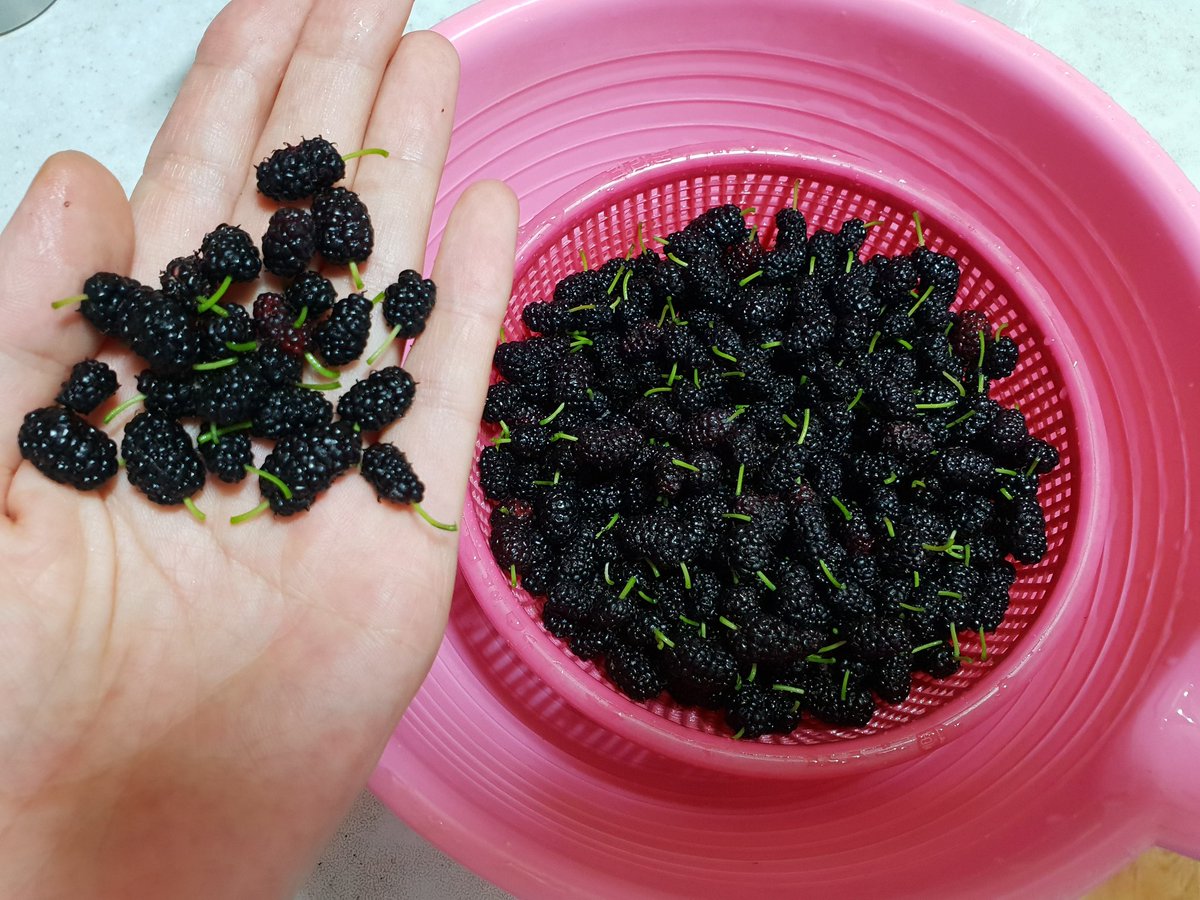 hwabc's tweet image. 못난이 오디.. 알맹이 너무 작아서 따느라 고생했지만 맛은 있다. 냠냠. 아껴 먹는중ㅎ...