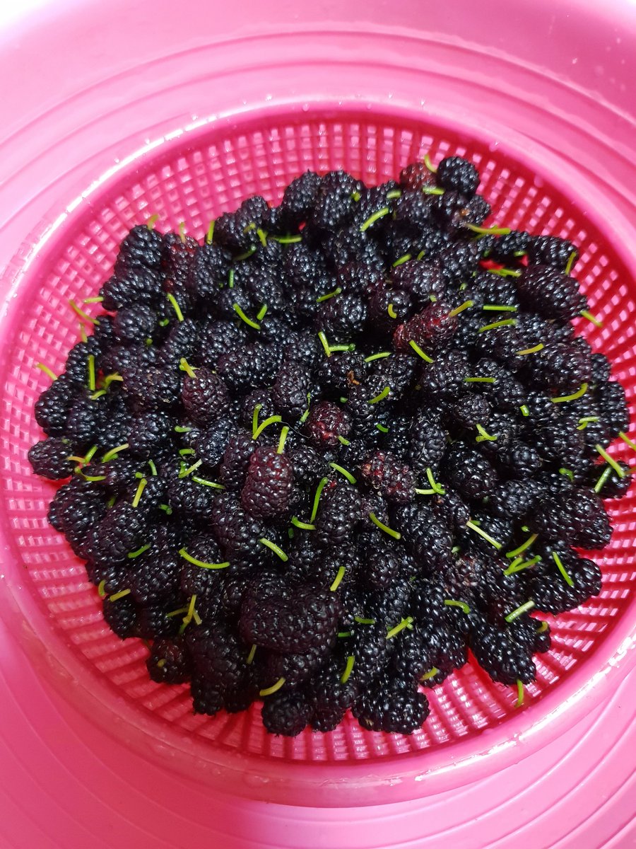 hwabc's tweet image. 못난이 오디.. 알맹이 너무 작아서 따느라 고생했지만 맛은 있다. 냠냠. 아껴 먹는중ㅎ...