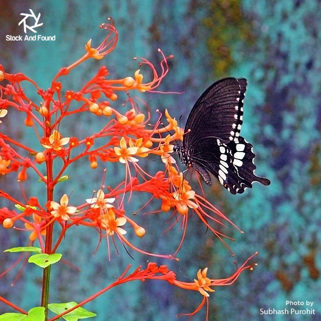 Raise a Toast to our #PhotographerOfTheMonth #SubhashPurohit for perfectly capturing the marvel of nature! <3 
 #petals #nature #beautiful #love #pretty #plants #blossom #sopretty #spring #photooftheday #flowerslovers #plants #butterfly #flowers