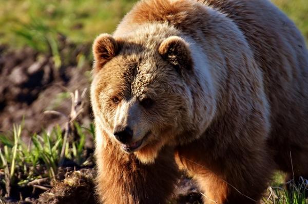 edu_unComo's tweet photo. Significado del oso como animal de poder https://t.co/bKMX9Sn0hw #educacion https://t.co/WIJ4oWqZ4T