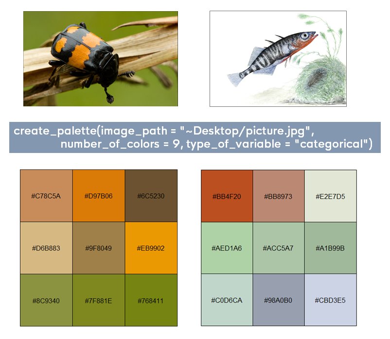 NPilakouta's tweet photo. It's conference season! Are you preparing a talk or a poster? Did you know you can use paletteR to create a custom colour palette (for your graphs, fonts, etc) from a photo or drawing (of your study species, field site, or whatever else you want)? https://t.co/oIoQGbG0JQ #rstats https://t.co/qmywmL0BsM