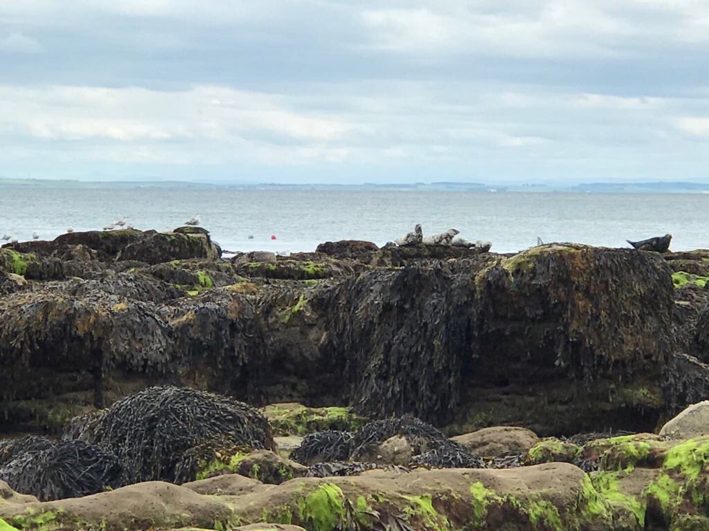SonaDiHappyDays's tweet photo. Spotted on one of Brora’s beautiful beaches yesterday by guests enjoying &amp;exploring the wonderful scenery &amp;awesome wildlife in the Highlands ofBonny Scotland!
#HighlandsOfScotland #HighlandHolidays #wonderfulWildlife #beautifulbeaches #BonnyBrora #exploreHighlands #Baskingseals https://t.co/F6IyVWUYa0