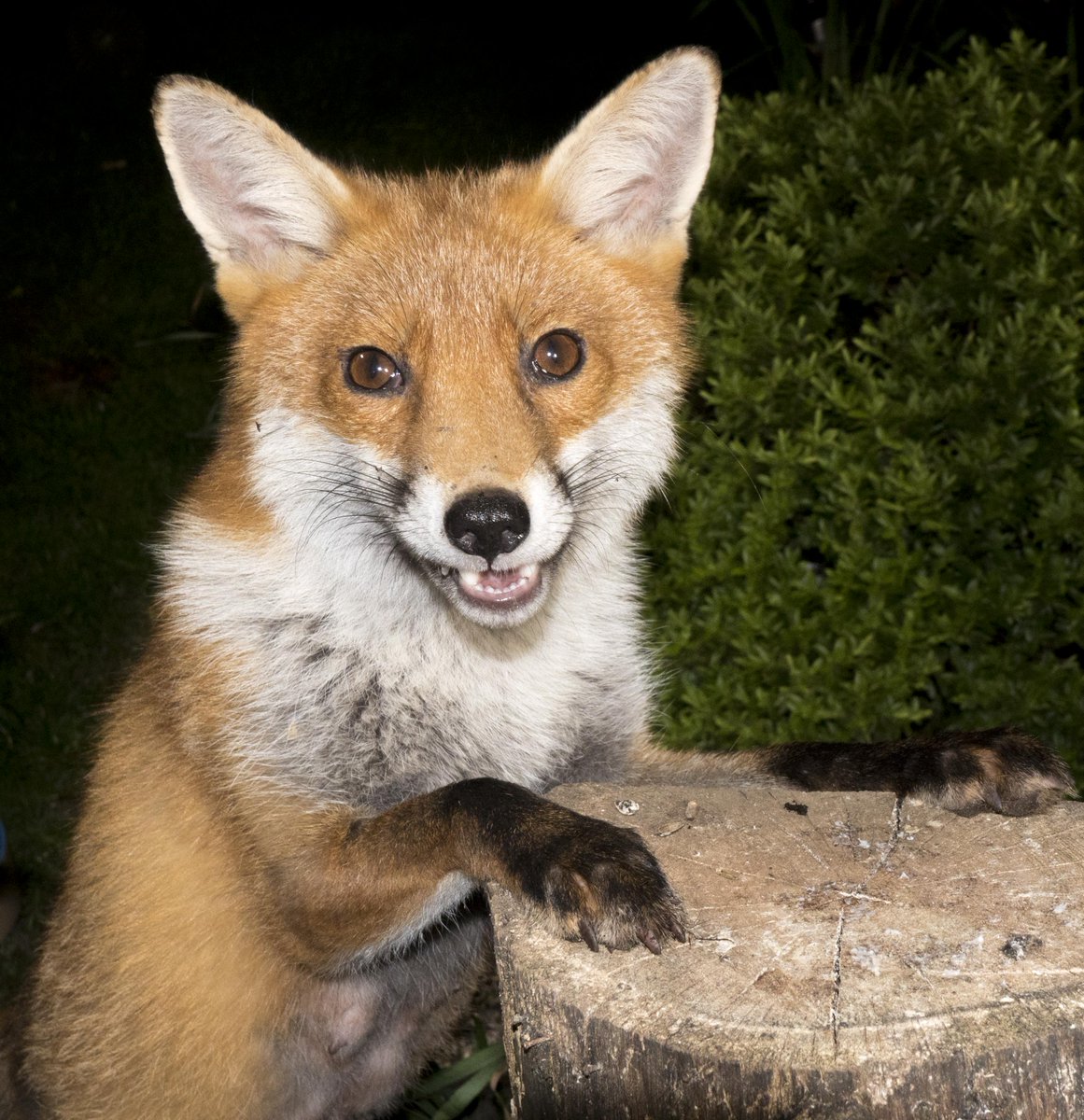 SteveDownerFilm's tweet photo. This is my girl who has been visiting every evening since January #rooffox https://t.co/Y5DPEn5vPt